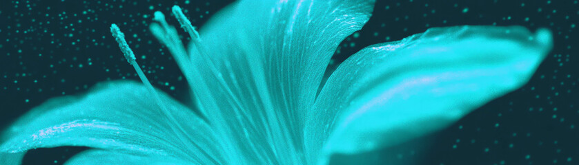 Poster - Halftone texture reveals delicate veins in vibrant flower petals against a grunge backdrop