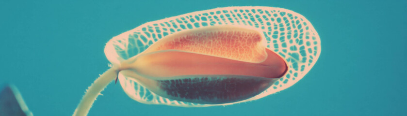 Poster - Seed pod with textured surface and halftone effect on a grunge background