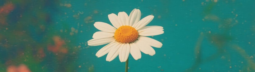 Fototapete - Daisy with bright center showcasing halftone texture against grunge background