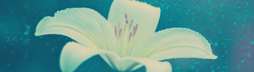 Poster - Single elegant lily with prominent stamen against a grunge background in halftone texture