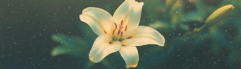 Aufkleber - Single lily with graceful petals and a prominent stamen displayed in a halftone texture setting