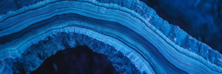 Poster - Cross-section of a tree trunk showcasing intricate rings and bark texture for design use