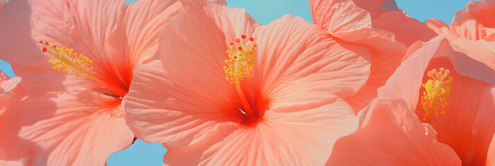 Poster - Bright and cheerful hibiscus blossoms against a blue sky in a sunny garden setting