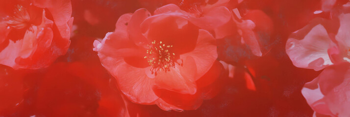 Aufkleber - Beautiful display of fragile crimson blossoms in a vibrant garden setting during springtime