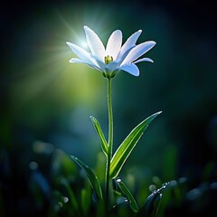 Wall Mural - White flower blooming in sunlight, surrounded by green grass, showcasing nature's beauty, tranquility, and freshness, floral concept