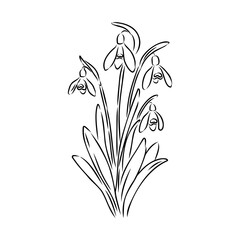 Poster - Snowdrops flower continuous line art drawing style. Snowdrop line sketch. Spring concept.