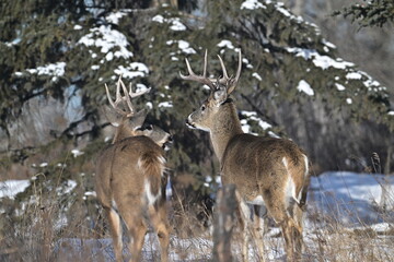 Wall Mural - white-tailed deer