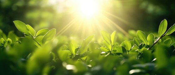 Wall Mural - sunlight through Green Leaves