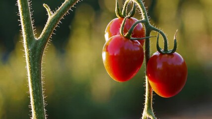 Poster - Red cherry tomatoes hanging on a vine, illuminated by golden hour sunlight, gently swaying in slow motion, creating a peaceful agricultural scene