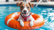 © Mavita - Happy Jack Russell dog wearing life vest floating in swimming pool, summer pet safety activity water training