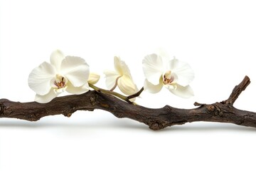 Poster - A branch with three white flowers, suitable for decorative or illustrative purposes