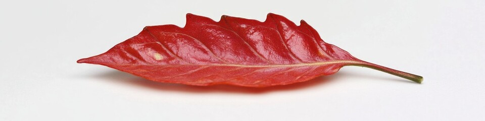 Poster - A single red leaf lies on a white surface