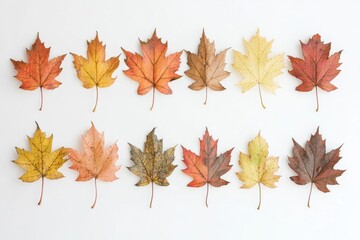 Aufkleber - A collection of colorful leaves arranged on a white surface