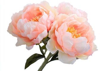 Poster - Close-up view of a pink flower stem with two blooming flowers
