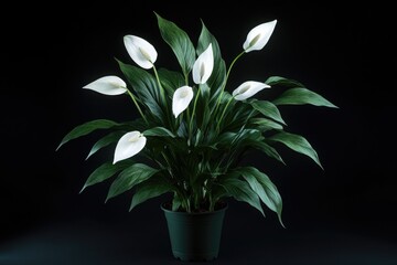 Poster - A small potted plant with white flowers set against a black background, perfect for use in promotional materials or as a decorative element