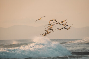 Wall Mural - pelican birds hovering above the ocean pretty sunset golden hour avian costa rica