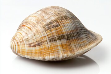 Poster - close-up view of a shell on a white background