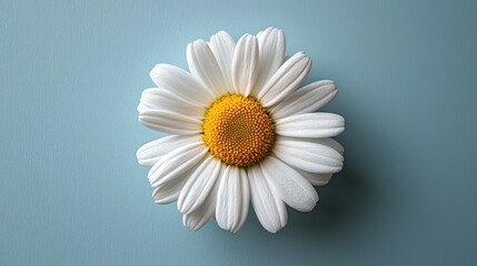 Wall Mural - Single chamomile flower, light blue background, overhead shot, floral design