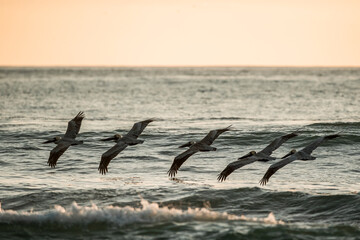 Wall Mural - pelican birds hovering above the ocean pretty sunset golden hour avian costa rica