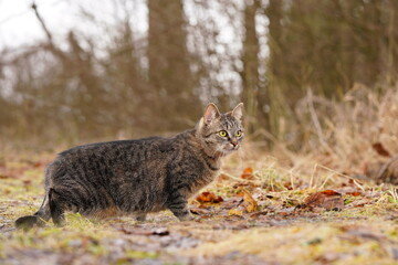 Canvas Print - Portrait of a beautiful domestic cat. Felis silvestris catus. A european cat lurking on the meadow. 
