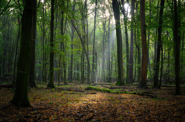 Wall Mural - Beautiful sunny morning in green forest