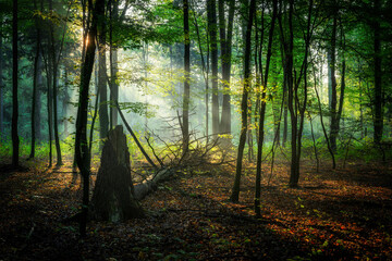 Wall Mural - Beautiful sunny morning in green forest