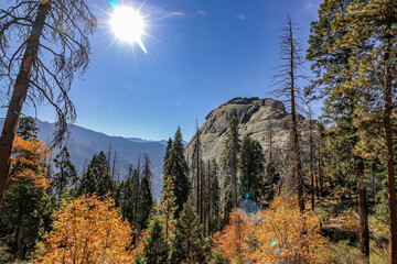 Wall Mural - stunning autumn forest landscape featuring a majestic mountain view in the background, sequoia natio