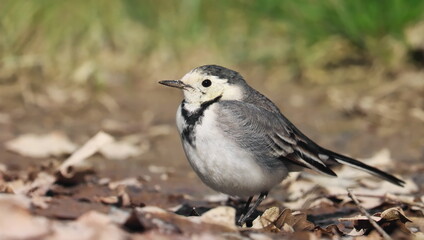 Wall Mural - White Wagtail, Motacilla alba, birds of Montenegro	