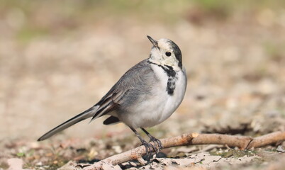 Wall Mural - White Wagtail, Motacilla alba, birds of Montenegro	