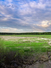 Wall Mural - field with a cloudy sky in the background