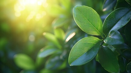 Wall Mural - Sunlit green leaves, vibrant foliage, nature background, eco-friendly concept