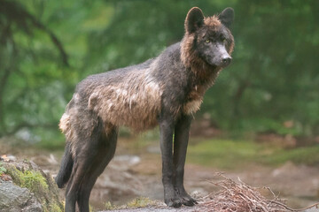 black coyote