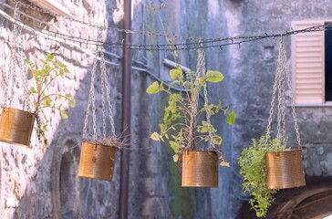 An ornamental plant in a hanging flowerpot