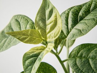 Wall Mural - Close-up of green leafed plant