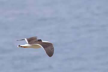 Poster - pacific gull