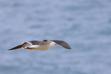 Sticker - pacific gull