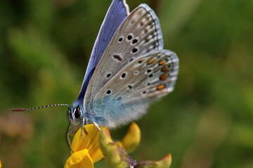 Poster - butterfly viroin