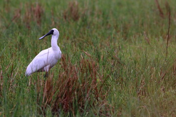 Poster - royal spoonbill