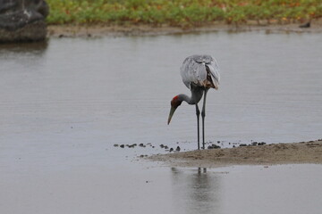 Wall Mural - brolga