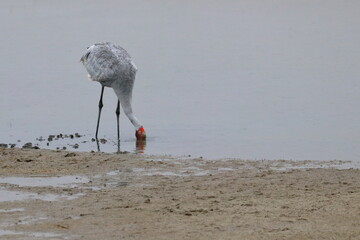 Wall Mural - brolga