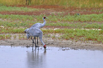 Wall Mural - brolga