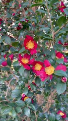Poster - Camellia  vernalis Yuletide flowers in gadren