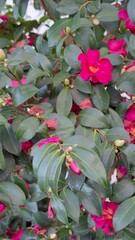 Aufkleber - Pink Camellia hiemalis Kanjiro blossoms in garden, vertical video