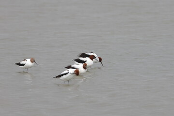 Poster - red necked avocet