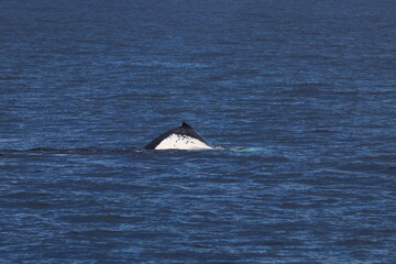 Wall Mural - humpback whale