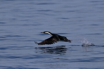 Wall Mural - cormorant