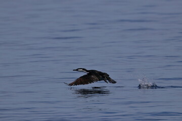 Wall Mural - cormorant