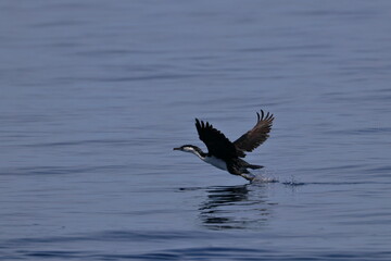 Wall Mural - cormorant