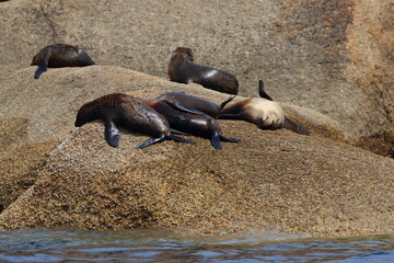 Wall Mural - fur seal