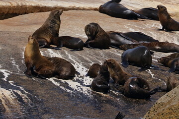 Wall Mural - fur seal